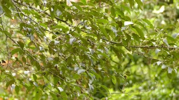 Jolie Paruline Couleur Orange Oiseau Volant Sur Branche Suivante — Video