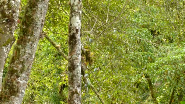 Costa Ricas Nebelwald Ist Die Heimat Des Schwarzburgensänger Vogels — Stockvideo