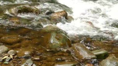 Kuşun yaşam alanı Kosta Rika 'daki büyük taşların arasından akan bir nehirdir.