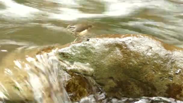 Detailní Záběr Vodního Drozda Ptáka Mokrém Kameni Uklidňující Řece — Stock video
