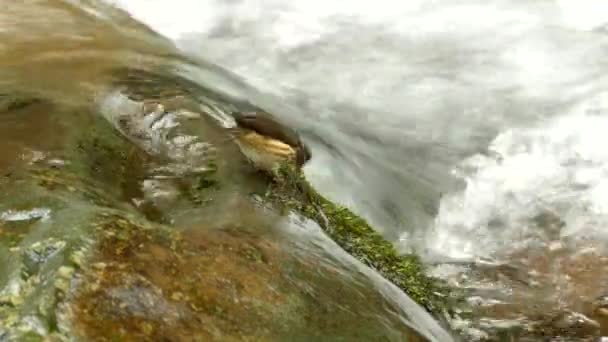 川の岩の上の小さな藻類からの鳥の餌の詳細ショット — ストック動画