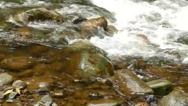 鳥の生息地はコスタリカの大きな石を流れる川です — ストック動画