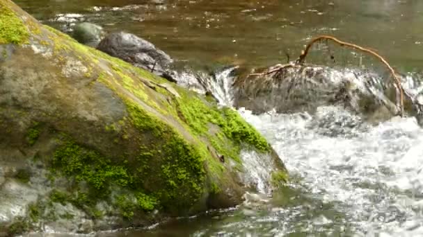 Pájaro Desapareciendo Detrás Roca Musgosa Río Bosque Nuboso — Vídeo de stock