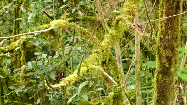 Superbe Forêt Nuageuse Mousse Luxuriante Costa Rica Abritant Des Oiseaux — Video
