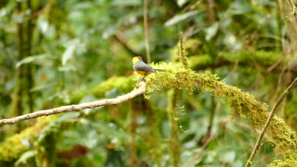 Collared Redstart Fugl Findes Kun Udelukkende Costa Rica – Stock-video