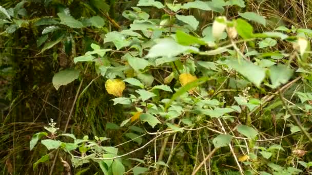 Nativo Solo Encuentra Costa Rica Collared Redstart Bird — Vídeo de stock