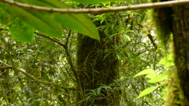 Endemic Costa Rica Native San Gerardo Dota Redstart — Stock Video