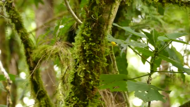 Oiseau rouge à collier endémique suivi d'un tir de poursuite dans la jungle 
