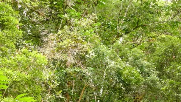 Pequeño Pájaro Gavilán Endémico Apenas Visible Costa Rica Escondido Arbusto — Vídeo de stock