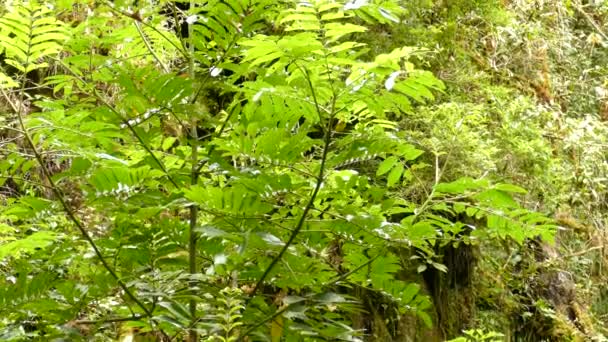 Collared Redstart Jumping Green Plant Cloud Forest — Stock Video