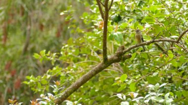 Hafif yağmur yağarken durup etrafa bakınan sevimli küçük kuş.
