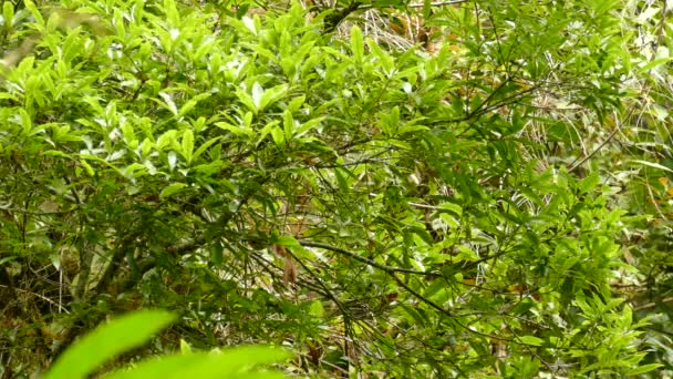 Endémica Collared Redstart Grooming Despegue Costa Rica — Vídeos de Stock