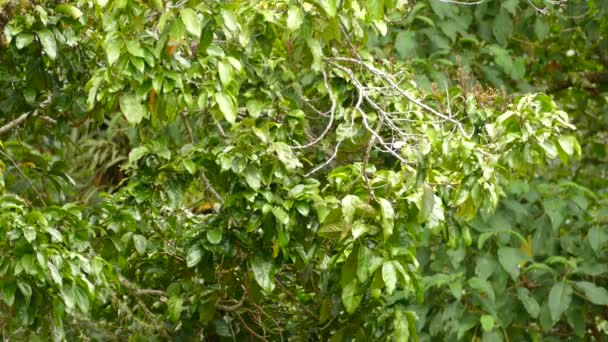 Minuscola Sorprendente Parula Nera Che Vola Nel Cespuglio Verde — Video Stock