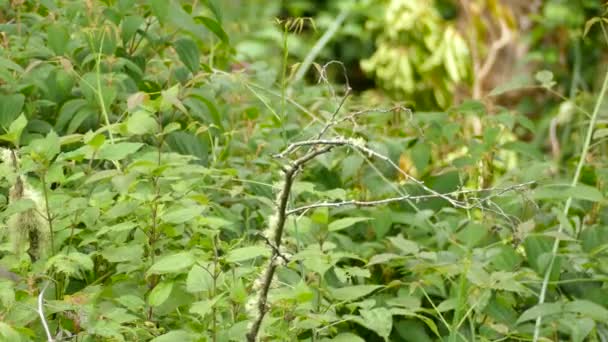 Moucherolle touffeté mâle avec affichage frais de petits points sur le front 