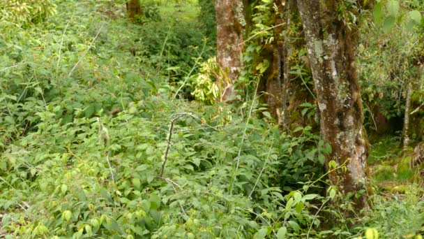 Vue Générale Habitat Moucherolle Touffes Oiseau Orange Costa Rica — Video