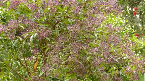 花の茂みから供給されるハチドリの鮮やかなカラフルなシーン — ストック動画