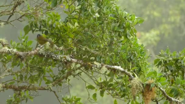 Gele Vogel Costa Rica Mossige Tak Met Mistige Wolk — Stockvideo