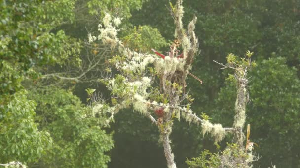 Moos Bedeckender Ast Nebelwald Costa Ricas Mit Einem Vogel Darauf — Stockvideo