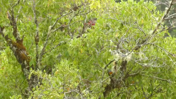 Opvallende Vrij Vlammende Keelzanger Endemische Vogel Van Costa Rica — Stockvideo