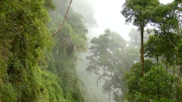 Prachtige Dramatische Verticale Weergave Van Weelderige Wolkenbossen Costa Rica — Stockvideo