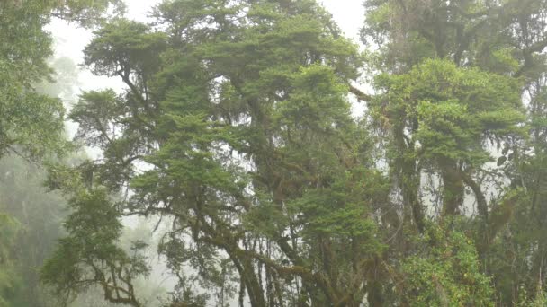Numerosi Piccoli Uccelli Vivono Grande Albero Muschiato Nella Foresta Pluviale — Video Stock