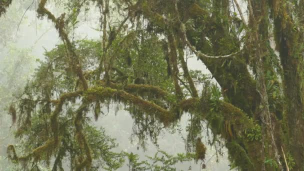 鸟儿从布满苔藓的美丽的树枝上飞走了 — 图库视频影像