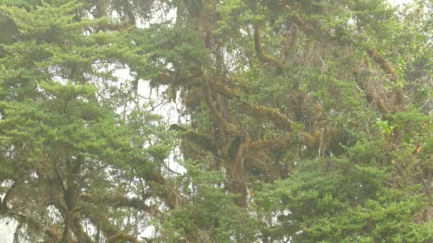 Φωτιά Throated Warbler Ευδοκιμεί Ενδημικά Δάση Σύννεφο Της — Αρχείο Βίντεο