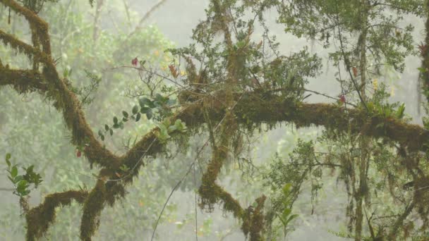 Subtropical Weather Makes Trees Grow Moss Feed Little Birds — Stock Video