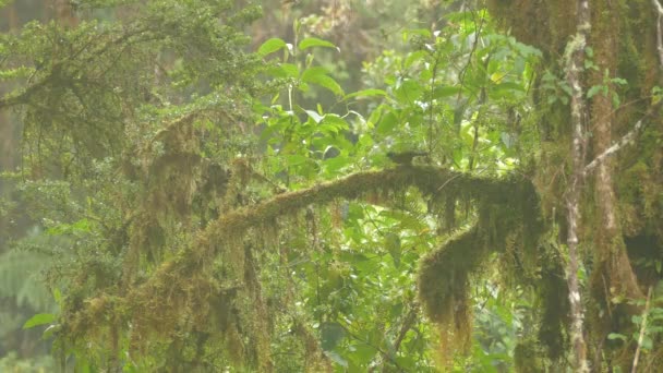 Extrem Üppige Vegetation Durch Costa Ricas Bergklima — Stockvideo