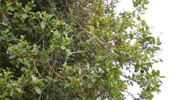 Verborgen Vlam Keelzanger Endemische Vogel Van Costa Rica — Stockvideo