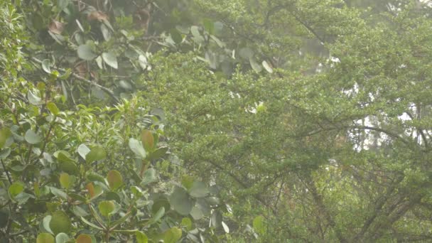 Super Fast Moving Endemic Native Bird Costa Rica Cloud Forest — Stock Video