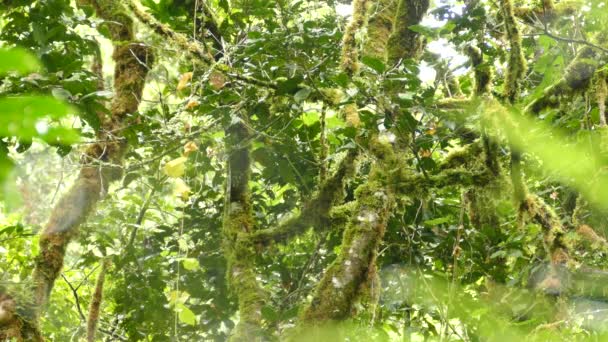 哥斯达黎加的一种流行鸟类在树上跳起了红色的启动子 — 图库视频影像