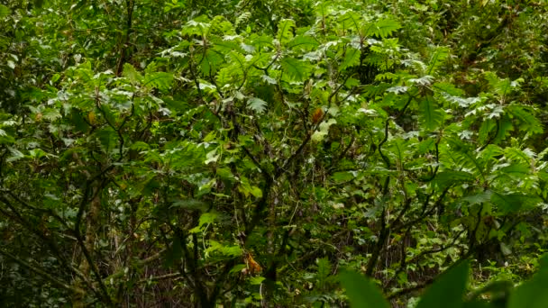 Diepe Weelderige Jungle Van Costa Rica Met Endemische Vogel Geboeide — Stockvideo