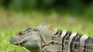 Büyük, korkunç, çirkin iguana ilerlemeye ve uzaklaşmaya başladı.