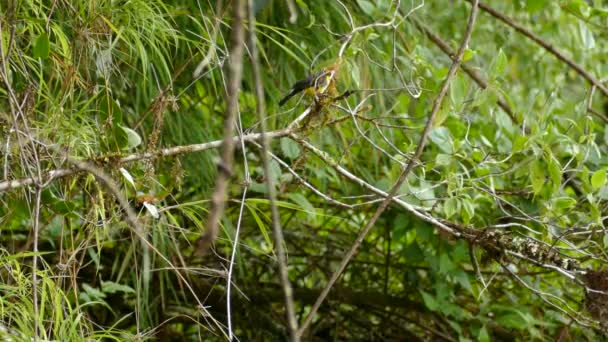 Hermosa Ave Endémica Costa Rica Collared Redstart — Vídeo de stock