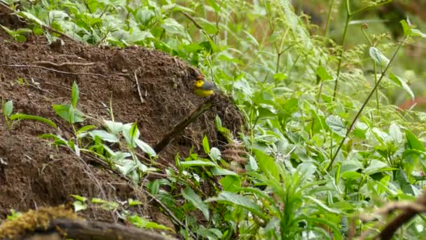 Ave Redstart Colarinho San Gerardo Dota Habitat Nativo — Vídeo de Stock