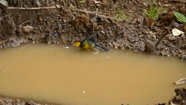 Costa Rica Endemische Vogel Geboeid Roodstart Nemen Van Een Bad — Stockvideo