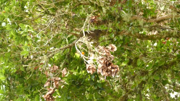 Płomień Gardła Warbler Endemiczny Ptak Dzieli Drzewo Innym — Wideo stockowe