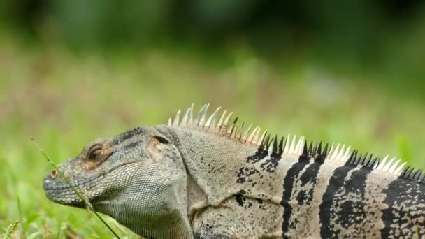 Büyük Korkunç Çirkin Iguana Ilerlemeye Uzaklaşmaya Başladı — Stok video