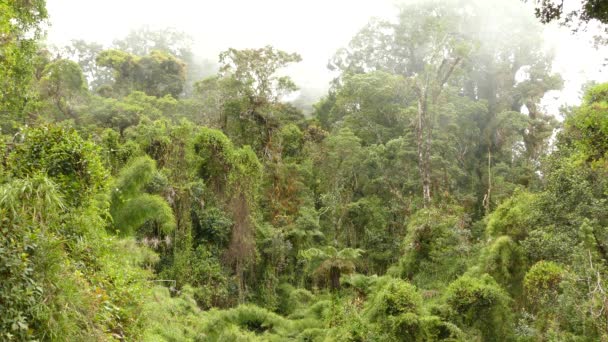 Brume se déplaçant lentement à travers majestueuse forêt nuageuse du Costa Rica 