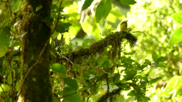 Redstart Colarinho Verde Brilhante Exuberante Floresta Tropical Nuvem Musgosa — Vídeo de Stock