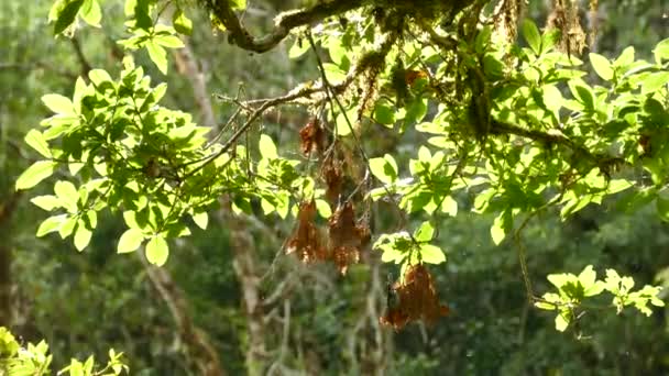 Actieve Vogelvlam Keelzanger Bergen Van Costa Rica — Stockvideo