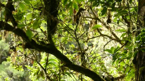 木の部分的に隠された固有種の炎は木の中に毛虫の鳥を貫通 — ストック動画