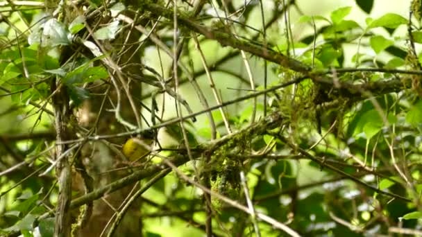 Collared Redstart Endemic Bird Costa Rica Mountains — Stock Video