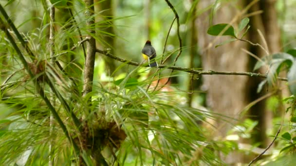 Fantastisk Krage Redstart Fågel Infödda Och Bara Finns Costa Rica — Stockvideo