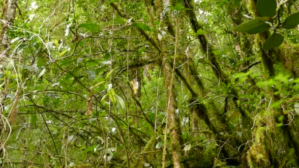 Petit Oiseau Collier Roux Commencer Déplacer Travers Brosse Moussue Dense — Video