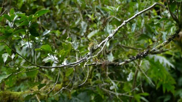 コスタリカでの過剰成長を持つ枝にパーチフライキャッチャー — ストック動画