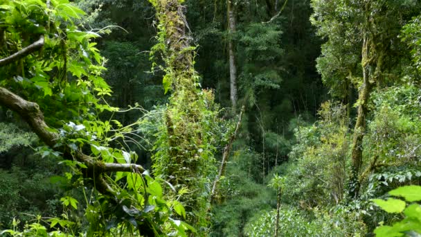 Selva Ocupada Densa Profunda Con Solo Pájaro Diminuto Medio Del — Vídeos de Stock