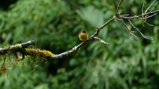 Perfect Shot Exotic Tufted Flycatcher Costa Rica Jungle — Stock Video