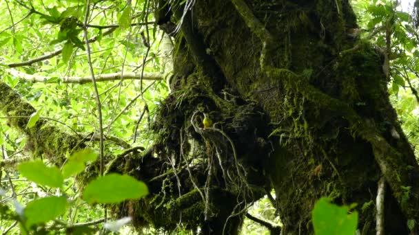 Extreme Vegetation Dschungel Von Costa Rica Ist Heimat Endemischer Vögel — Stockvideo